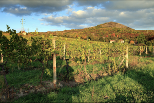 Ochutnávka Českých vín v Kodani @ Velvyslanectví ČR v Kodani | København | Denmark